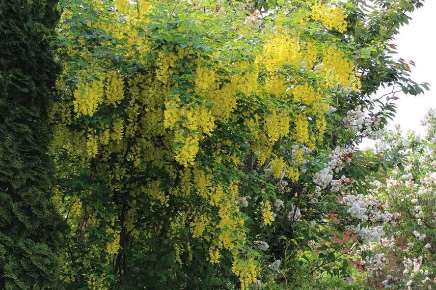 fleurs de laburnum ou cytise