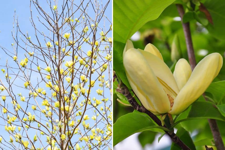 Magnolia brooklynensis 'Yellow Bird'