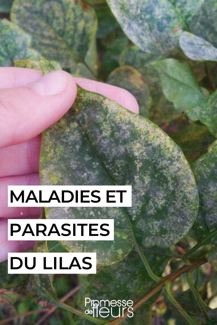 odium sur feuilles de Lilas