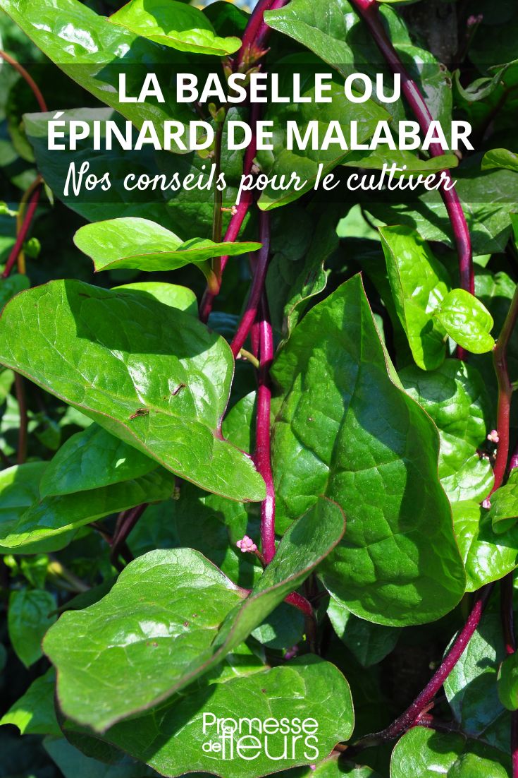 feuilles d'épinard de malabar