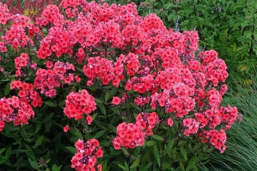 fleurs roses de phlox