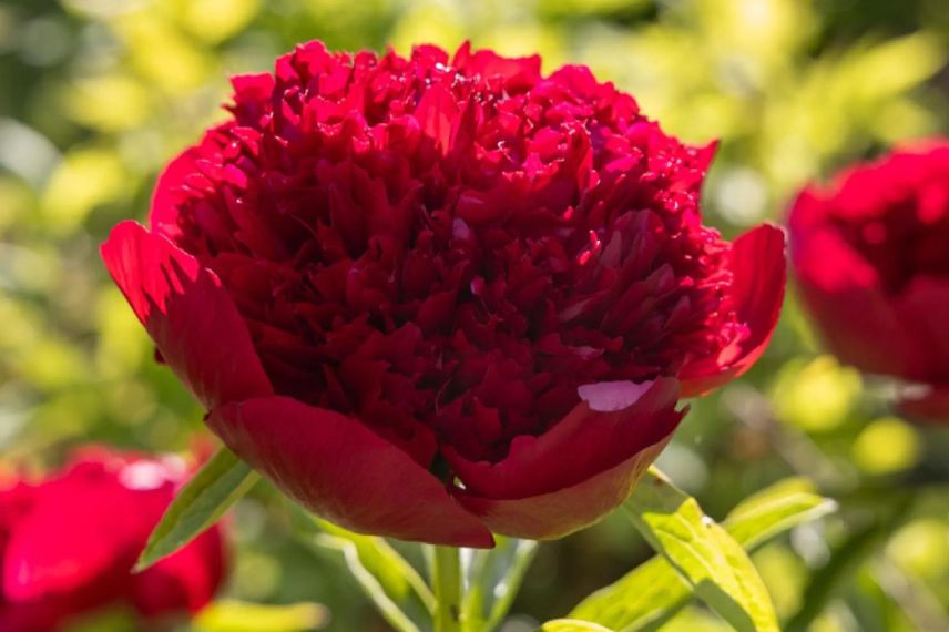 fleur rouge de pivoine