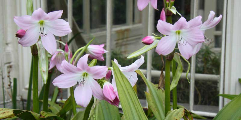 Les fleurs roses d'un Crinum