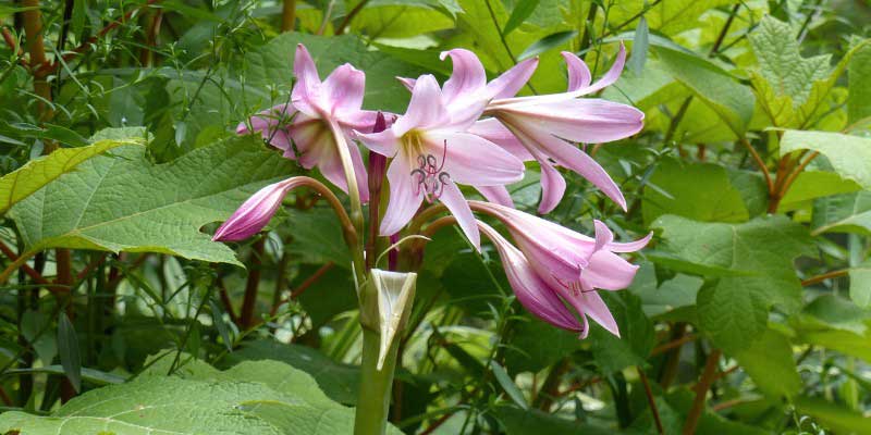 La floraison d'un Crinum