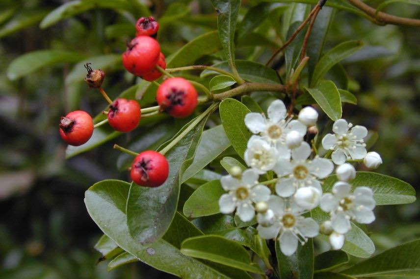 floraison de pyracantha