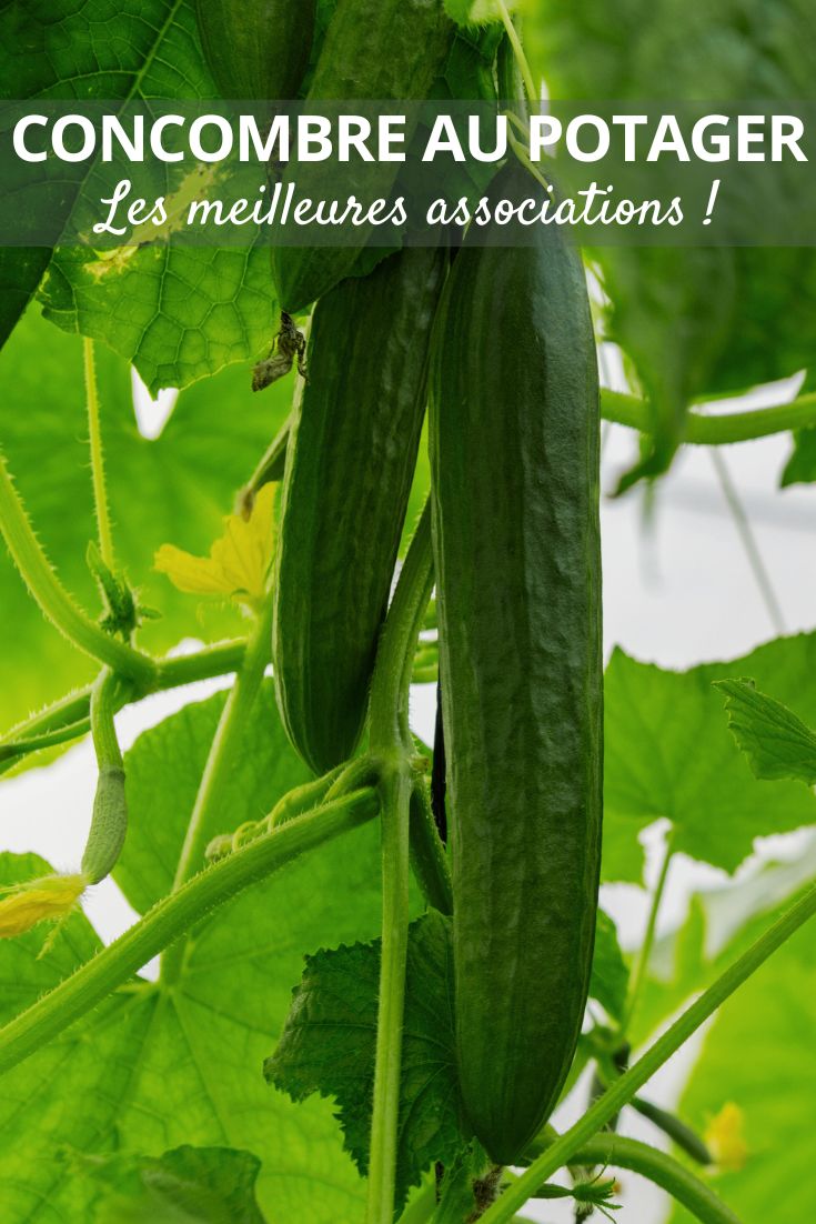 association du concombre au potager