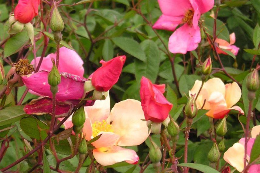 fleurs bicolores de rose