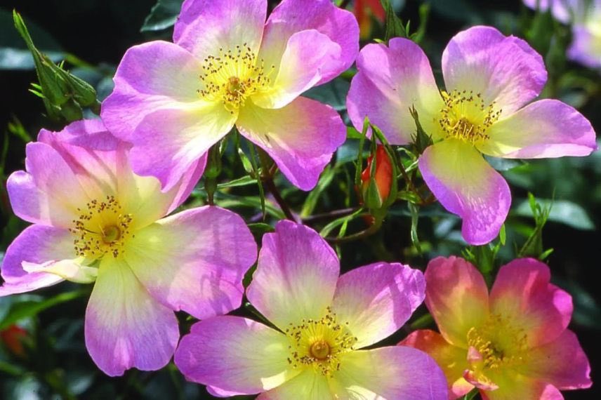 fleur bicolore de rose