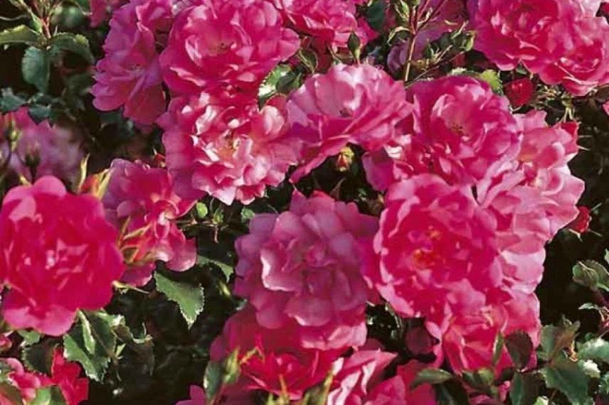 fleurs roses de rosier