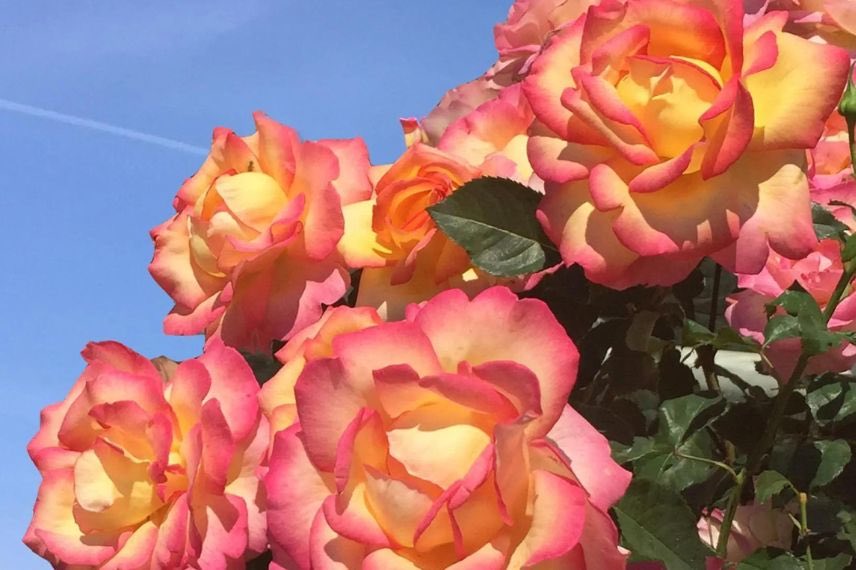 fleurs bicolores de rose