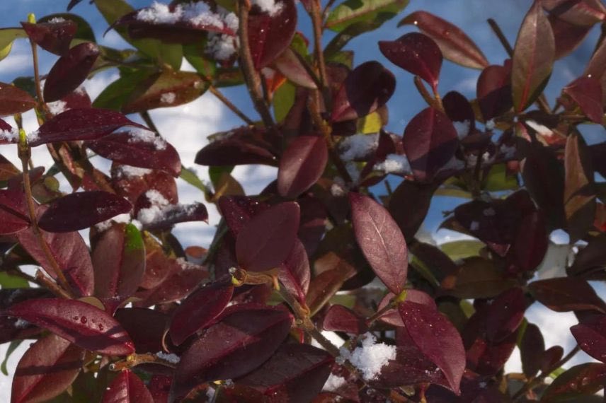 feuillage pourpre de Trachelospermum jasminoides Winter Ruby