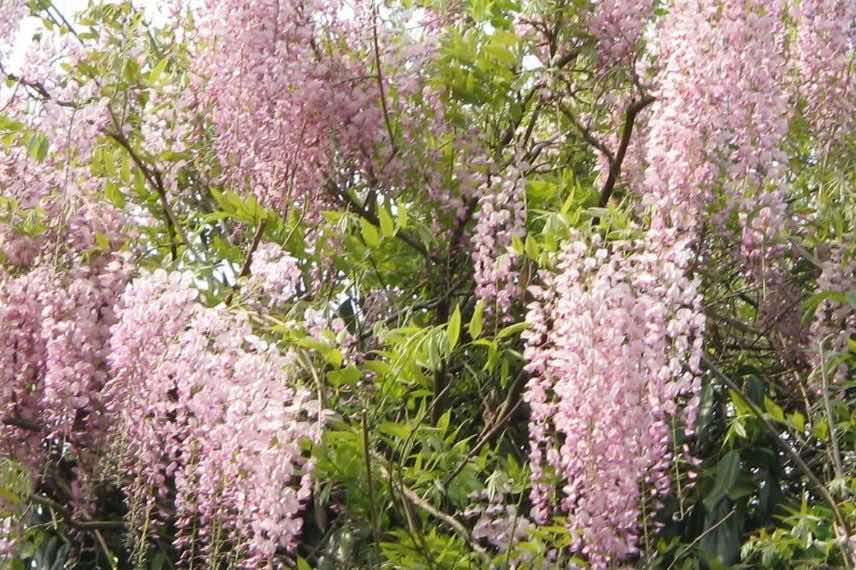 fleurs roses de glycine Honbeni