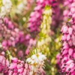 5 arbustes couvre-sols qui fleurissent en été
