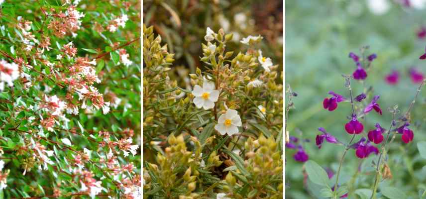 plantes autonettoyantes sans entretien