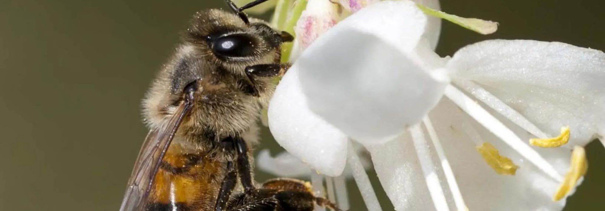 Les arbustes mellifères : une aide précieuse pour la biodiversité