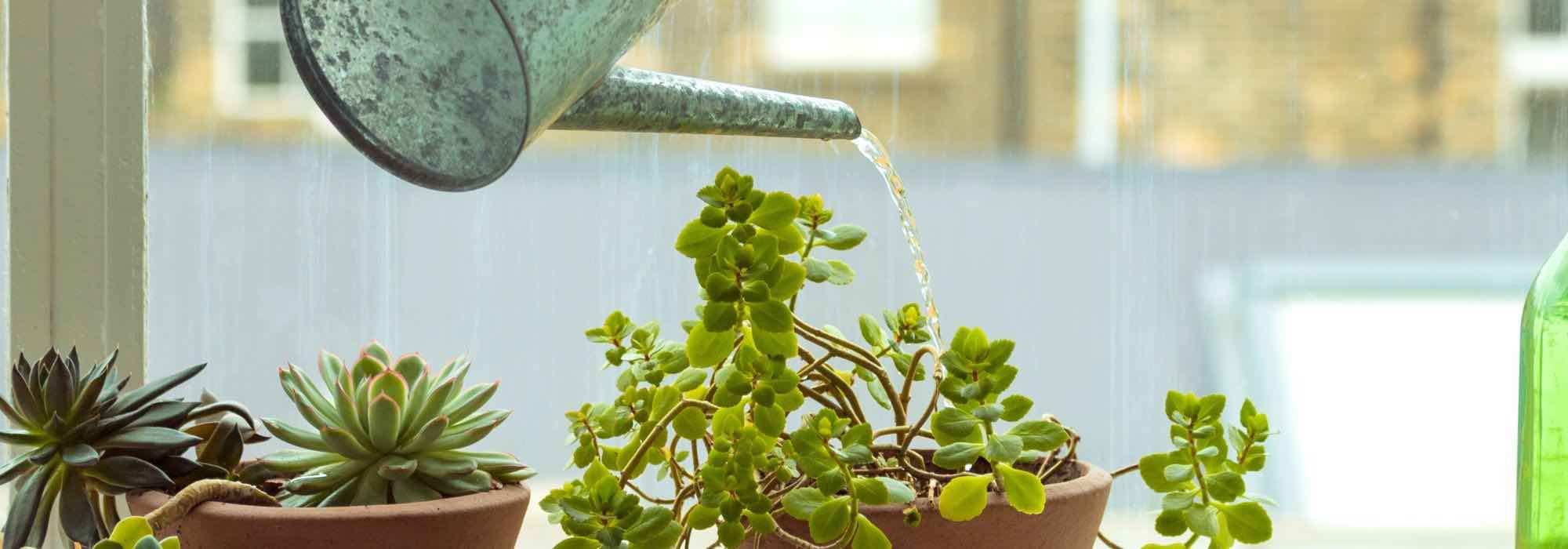 Les secrets d'un arrosage réussi : 7 règles d'or pour vos plantes d’intérieur 