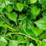 Nos conseils pour cultiver la baselle ou épinard de Malabar