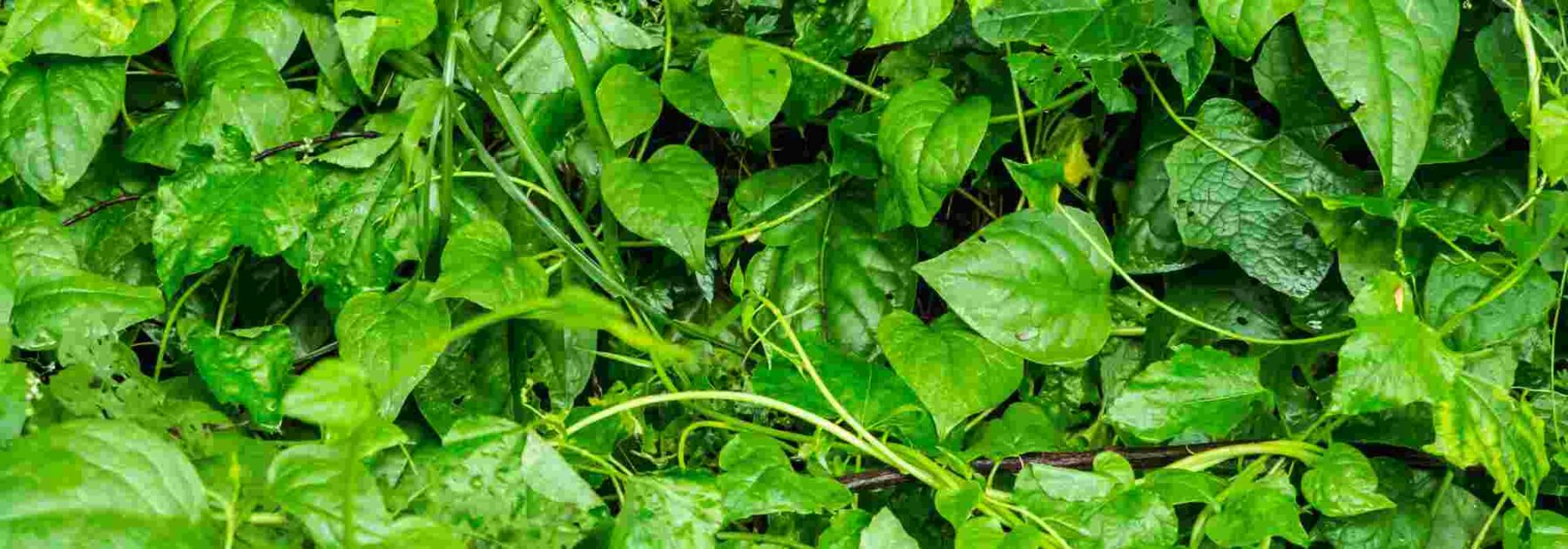 Nos conseils pour cultiver la baselle ou épinard de Malabar