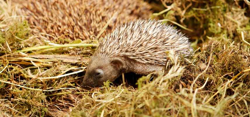 herisson gestation portee petits