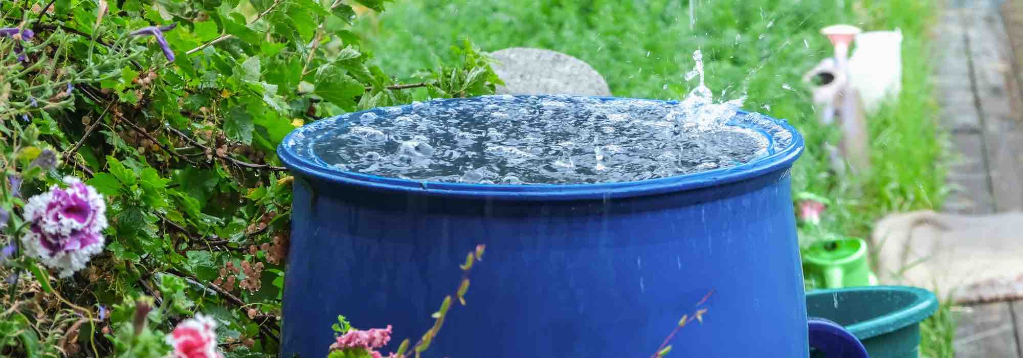 Eau du robinet, eau de pluie ou eau déminéralisée : laquelle choisir pour arroser les plantes ?