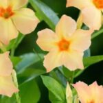 Dipladenia : nos valeurs sûres pour un jardin fleuri tout l’été