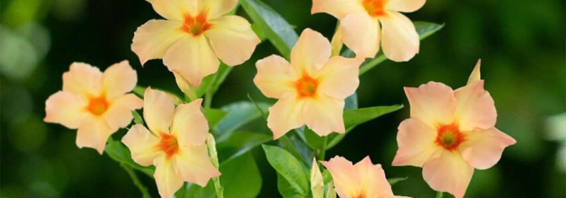 Dipladenia : nos valeurs sûres pour un jardin fleuri tout l’été