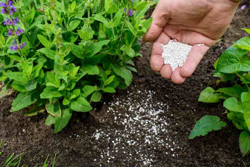 engrais plantes acidophiles