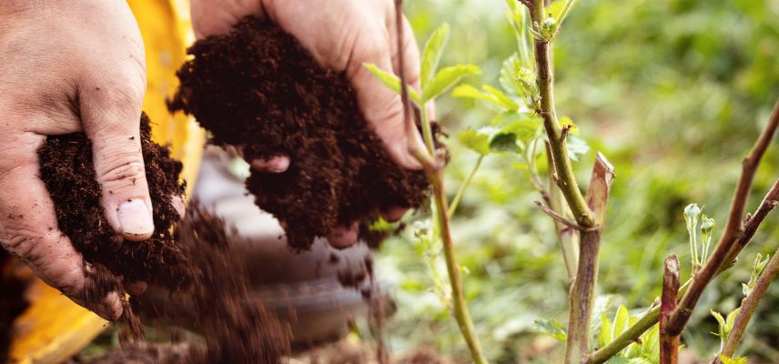 répartir le terreau aux pieds des plantations