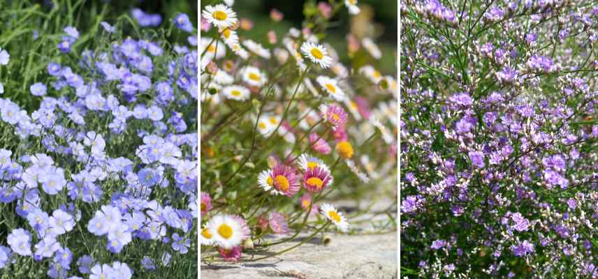 fleurs sans entretien pour le jardin