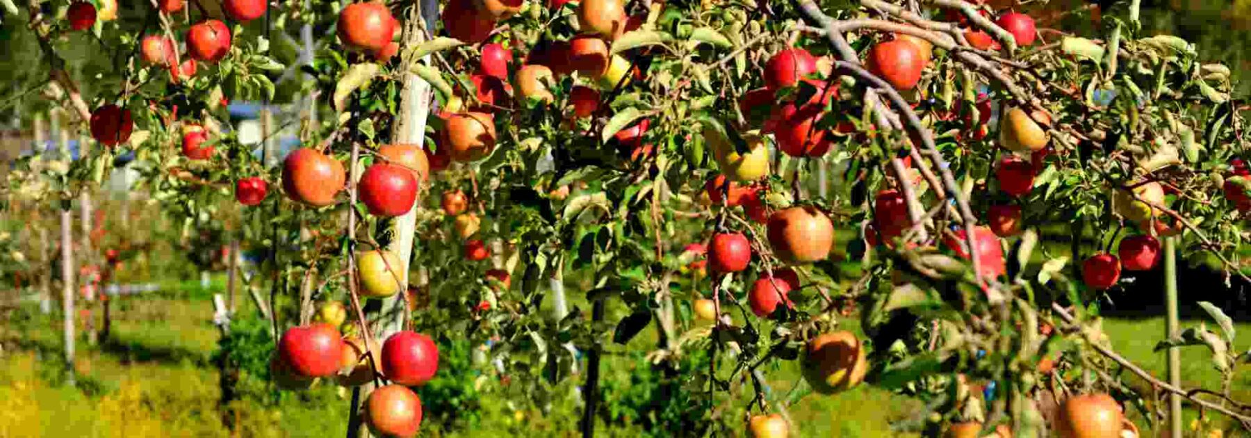 Quels engrais choisir pour les fruitiers ?