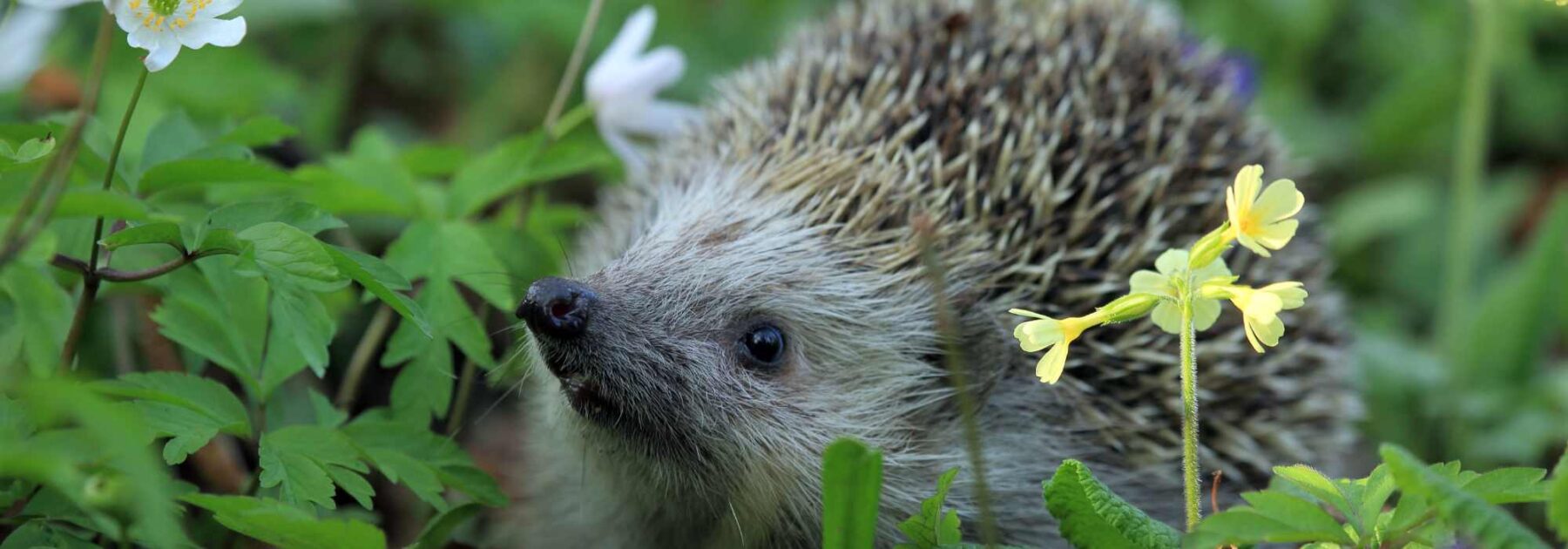 Le hérisson au jardin : un allié précieux pour la biodiversité