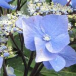 7 magnifiques variétés d'Hortensias à fleurs plates 