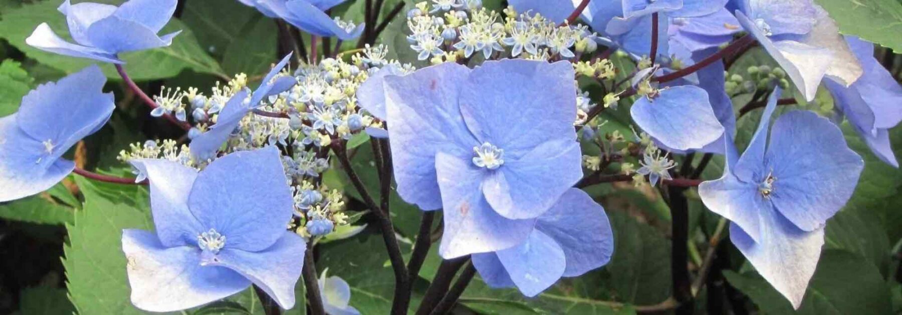 7 magnifiques variétés d'Hortensias à fleurs plates 