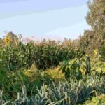 Permaculture : les étapes clés pour préparer le sol de son potager