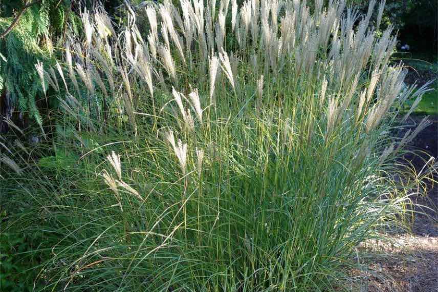 miscanthus