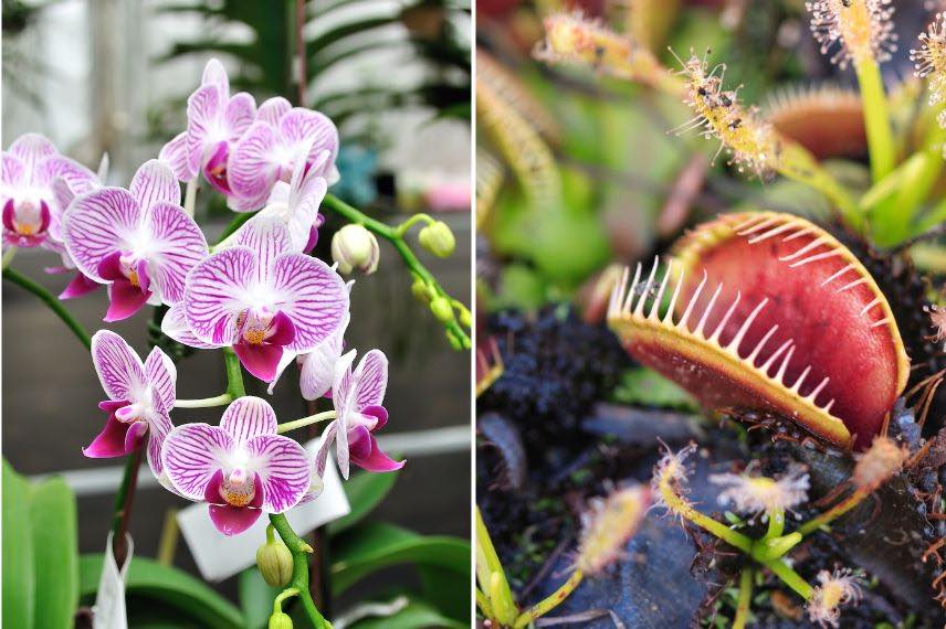 orchidee et plante carnivore