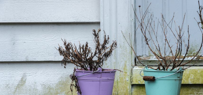 plantes en pot mortes