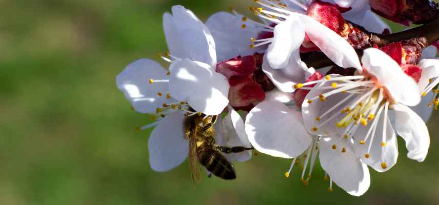 polliniser abricotier
