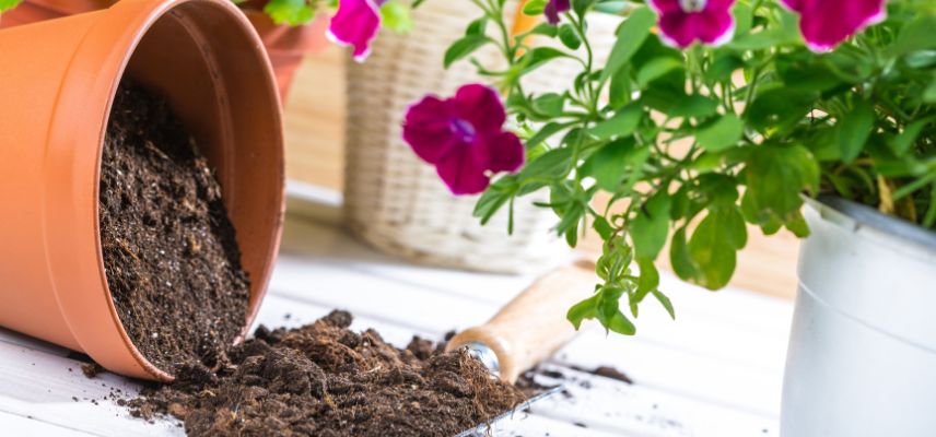 rempoter une plante avec un mélange de vieux terreau et de terreau neuf