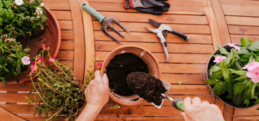 Changer le terreau des plantes en pot