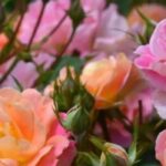 5 rosiers à fleurs bicolores pour un jardin élégant et original