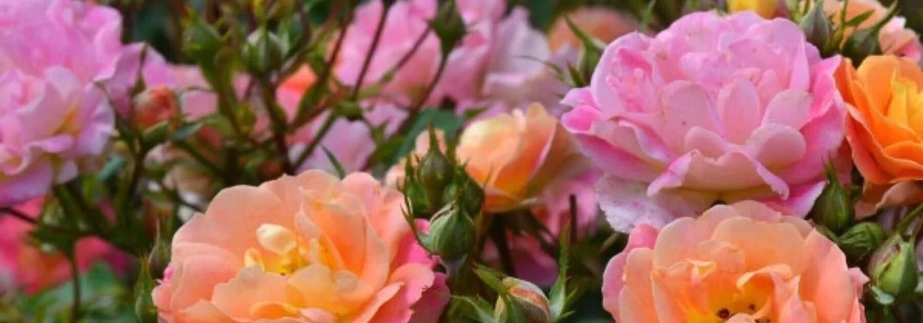 5 rosiers à fleurs bicolores pour un jardin élégant et original