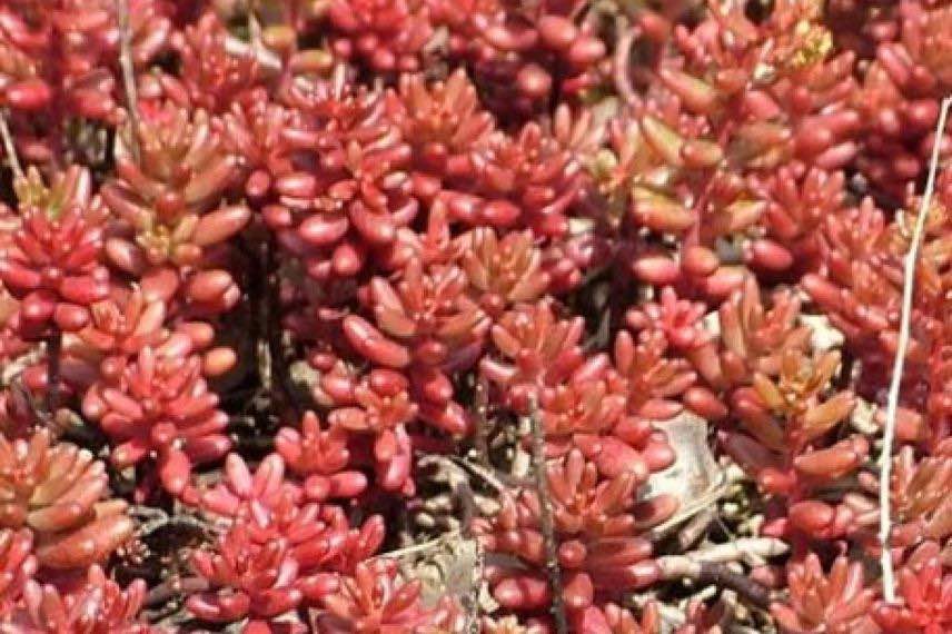 sedum murale