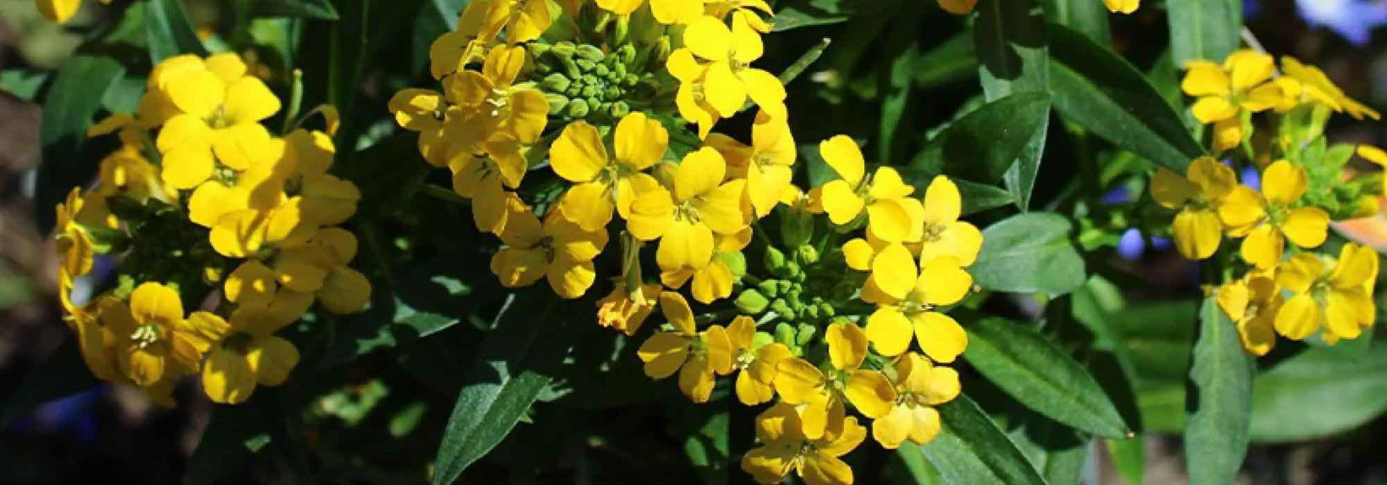 Adoptez ces vivaces parfumées pour embaumer le jardin !