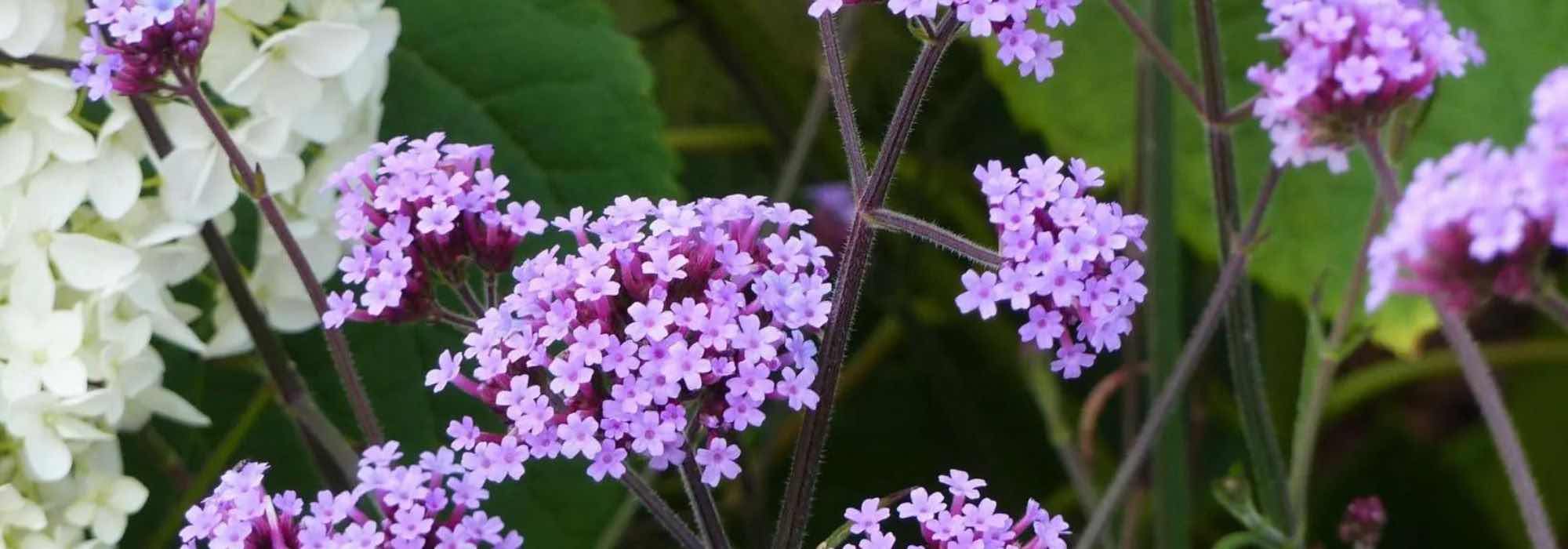 Terrasses et balcons : 7 vivaces incontournables à cultiver en pot