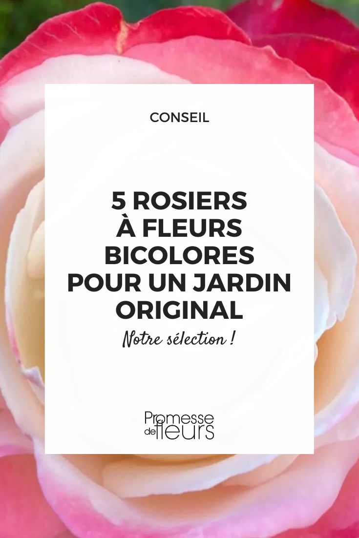 rosier à grandes fleurs 'Nostalgie'