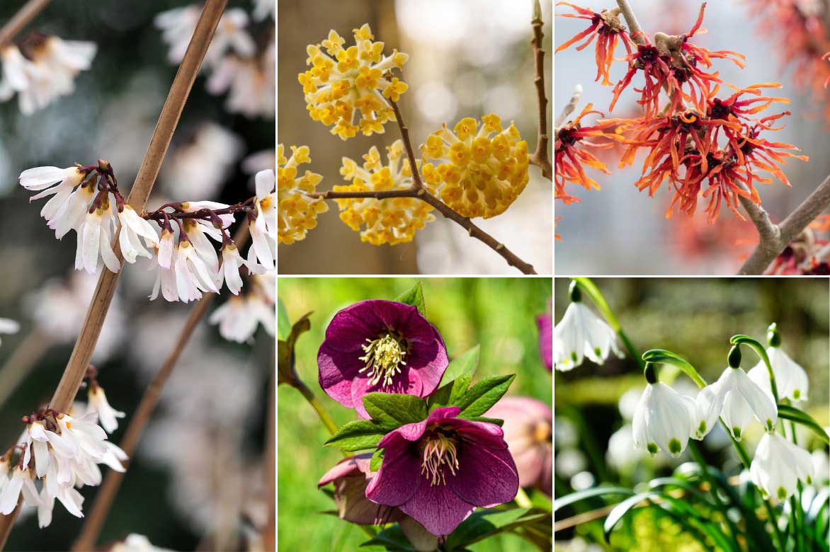 Comment associer l'Abeliophyllum