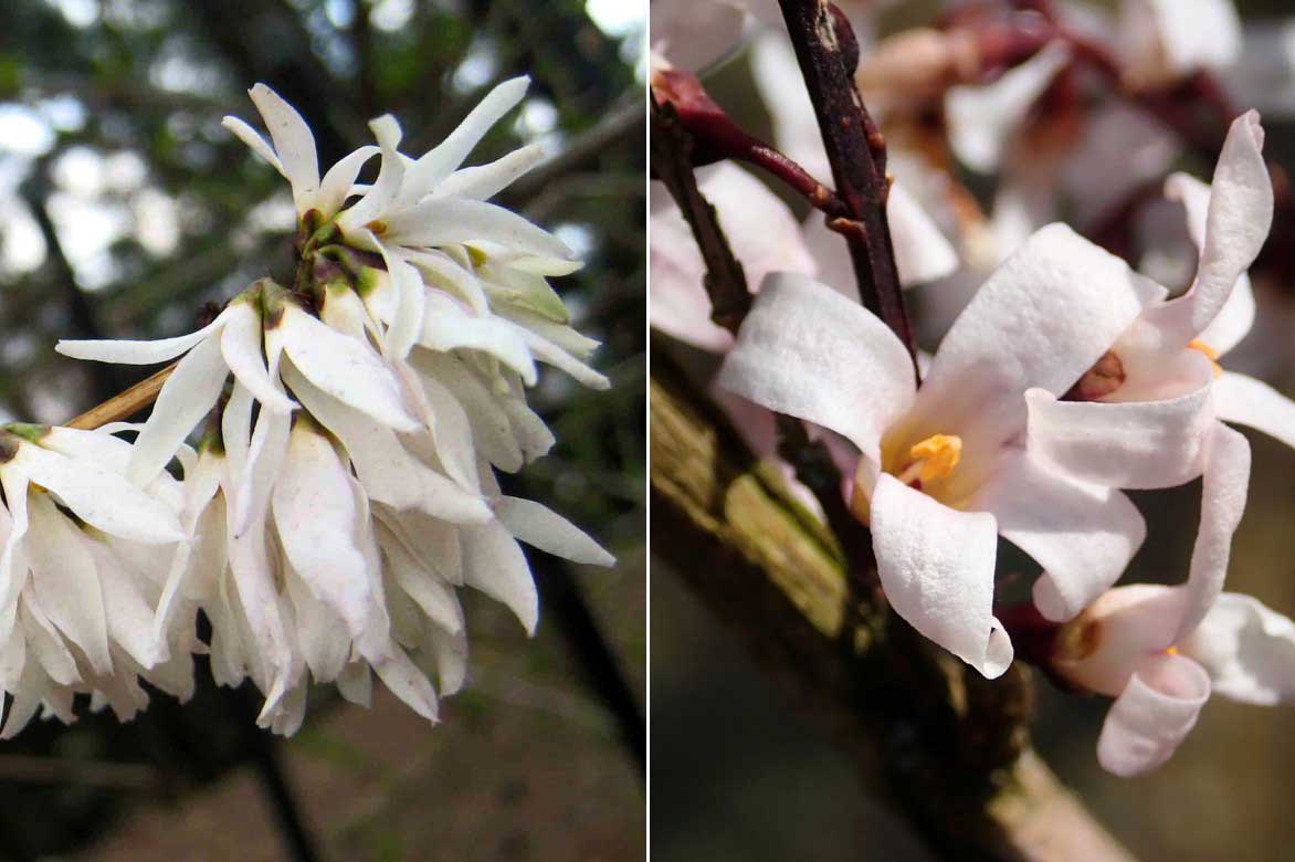 Les fleurs du Forsythia de Corée