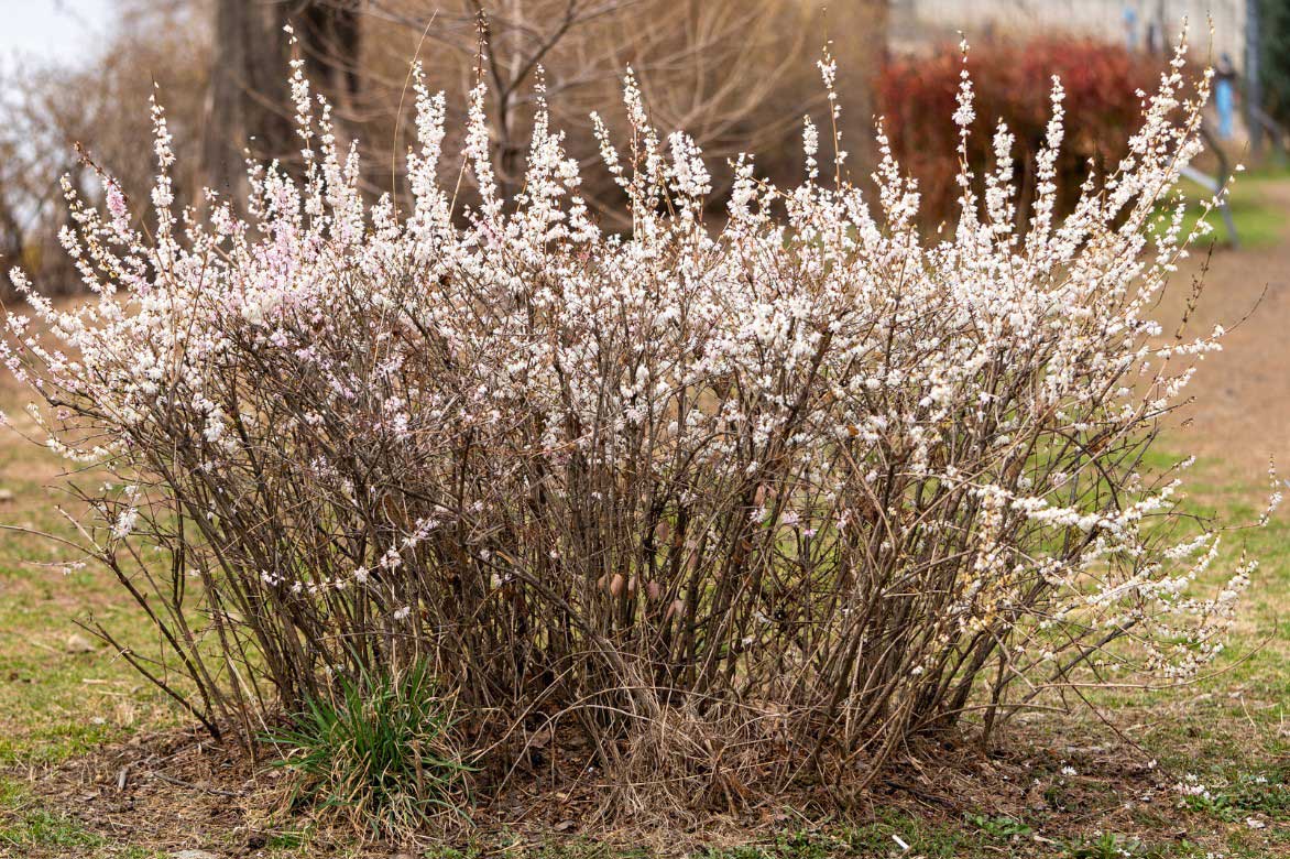 Abeliophyllum distichum