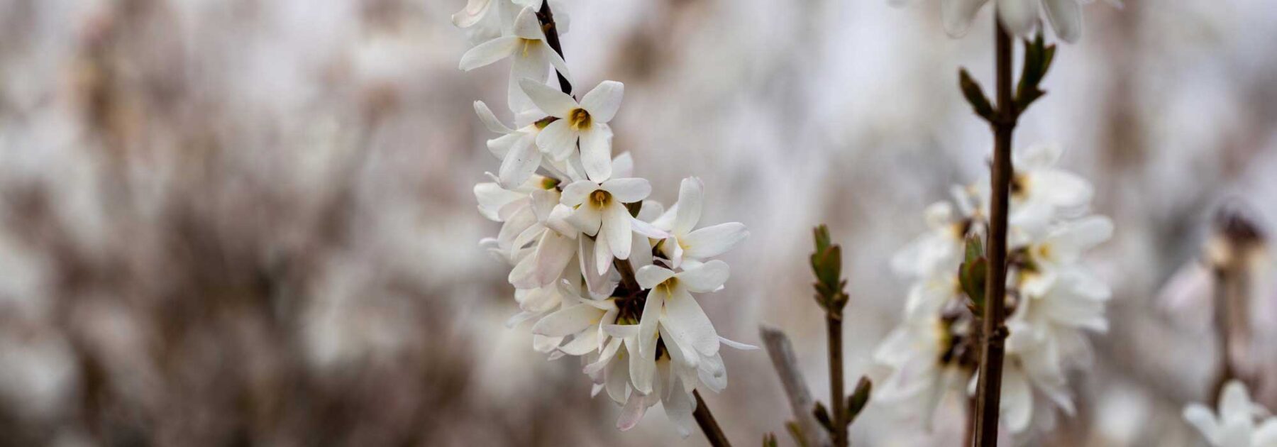 Abeliophyllum : planter, cultiver et entretenir